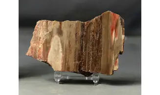 Bois fossile