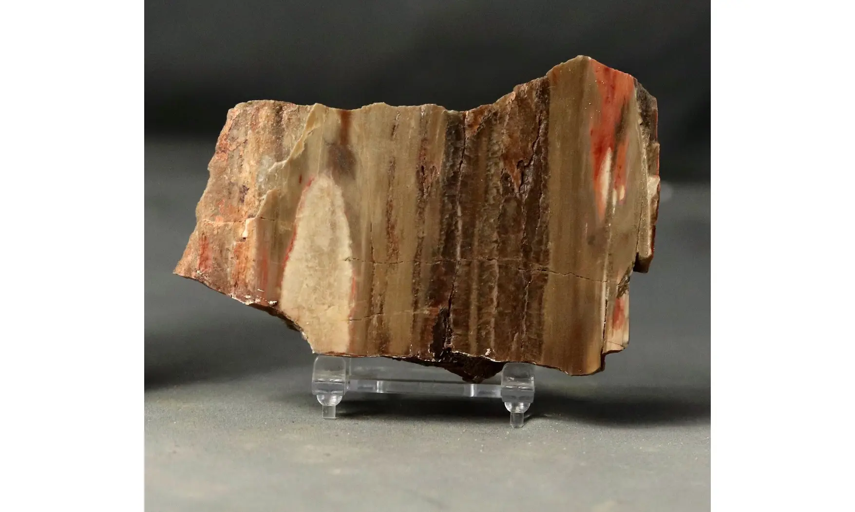 Bois fossile