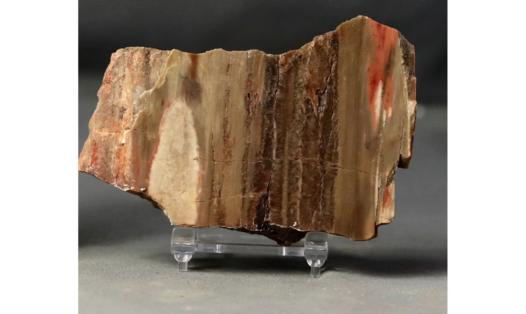 Bois fossile
