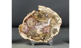 Bois fossile