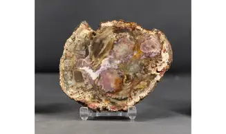 Bois fossile