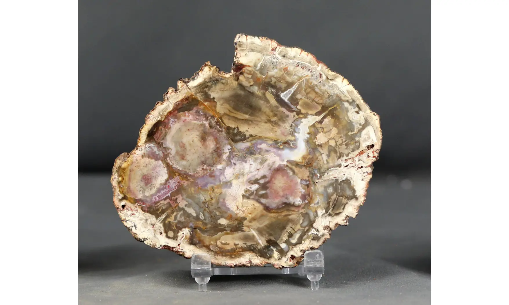 Bois fossile