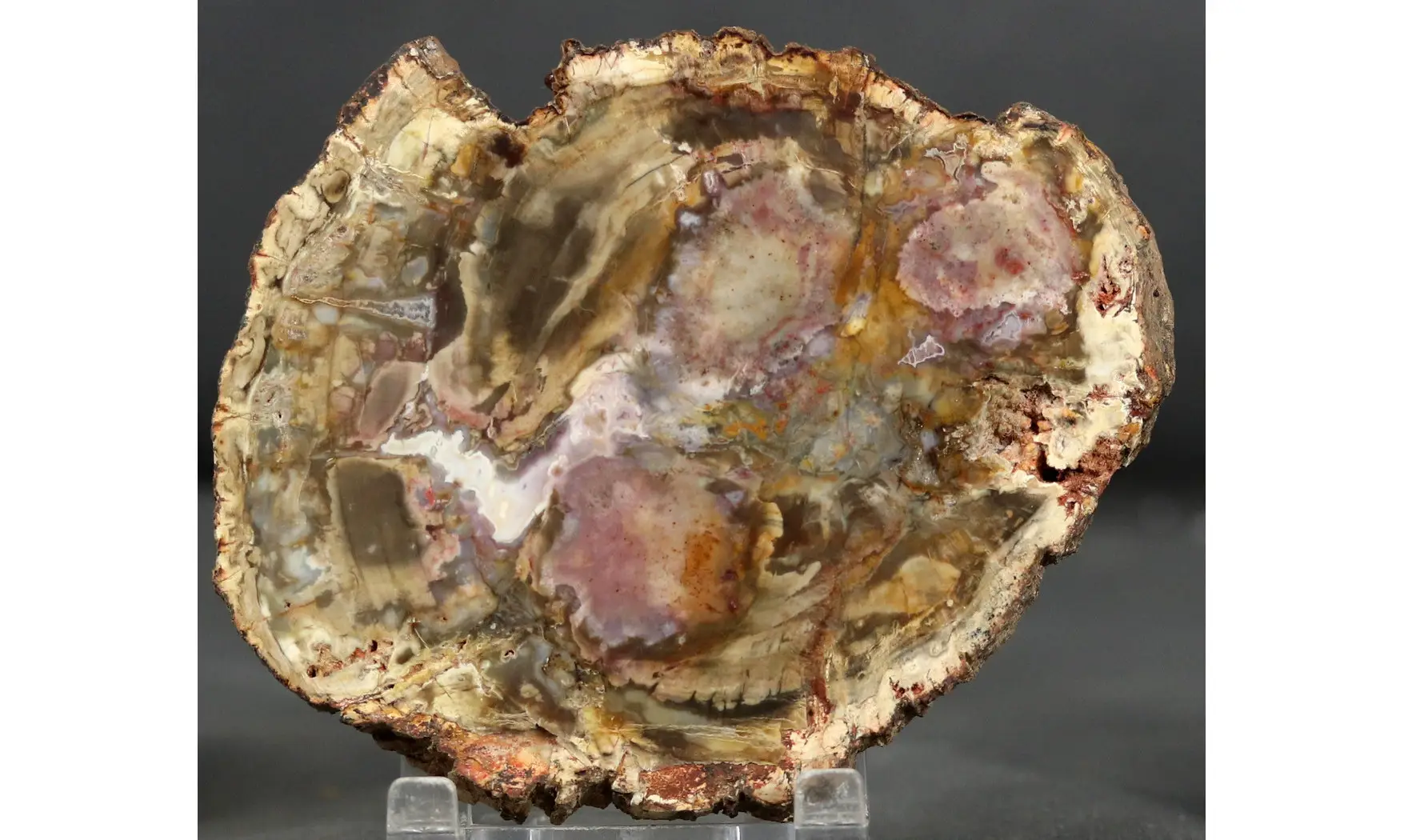 Bois fossile