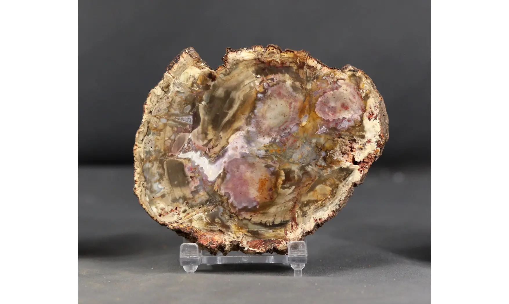 Bois fossile