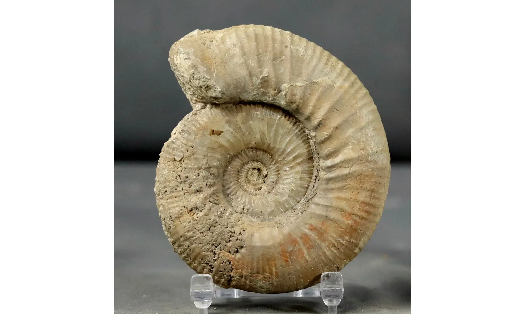 Orthogarantiana haugi