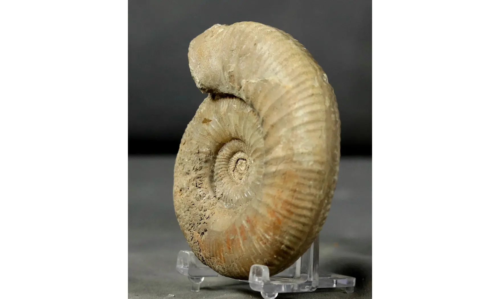 Orthogarantiana haugi