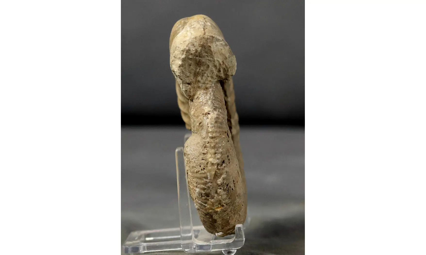 Orthogarantiana haugi
