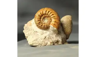 Reineckeia anceps aff. elmii