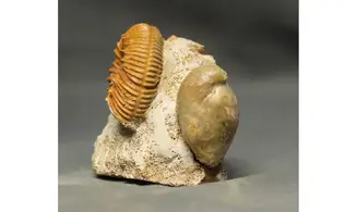 Reineckeia anceps aff. elmii