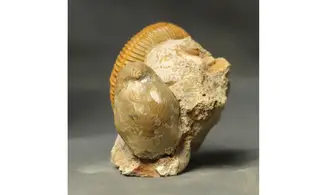 Reineckeia anceps aff. elmii