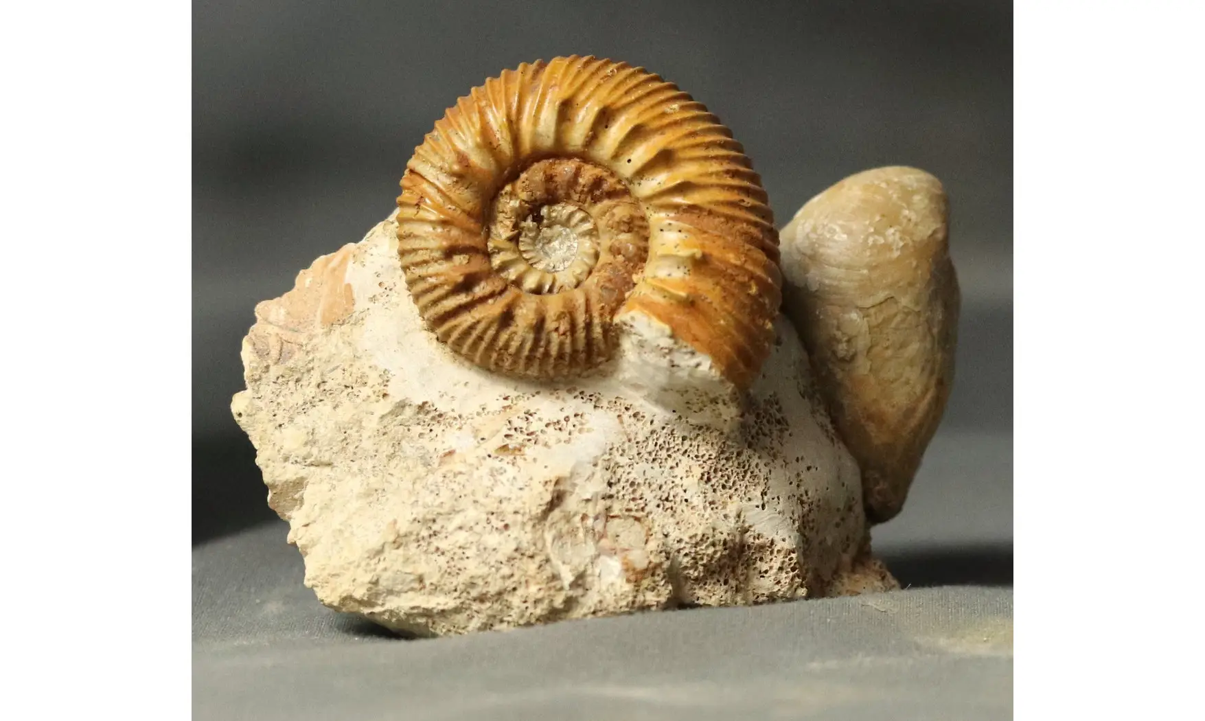Reineckeia anceps aff. elmii