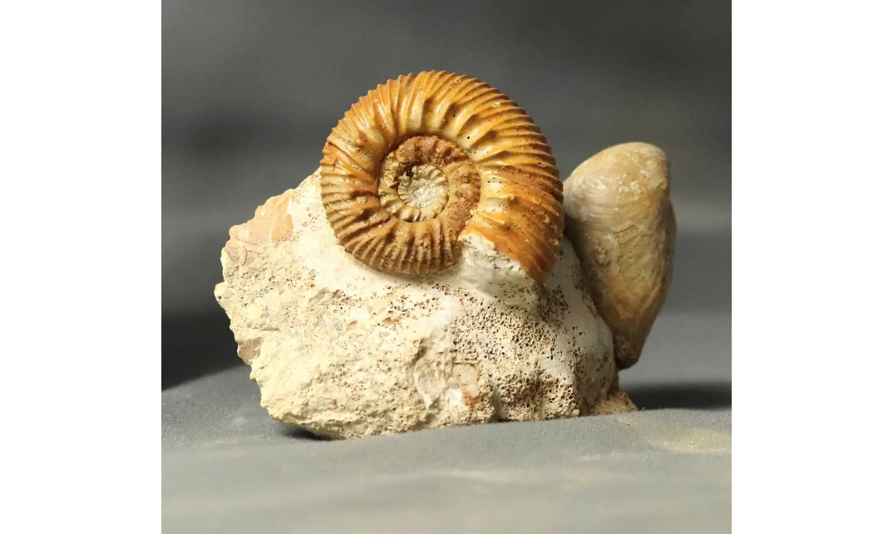 Reineckeia anceps aff. elmii