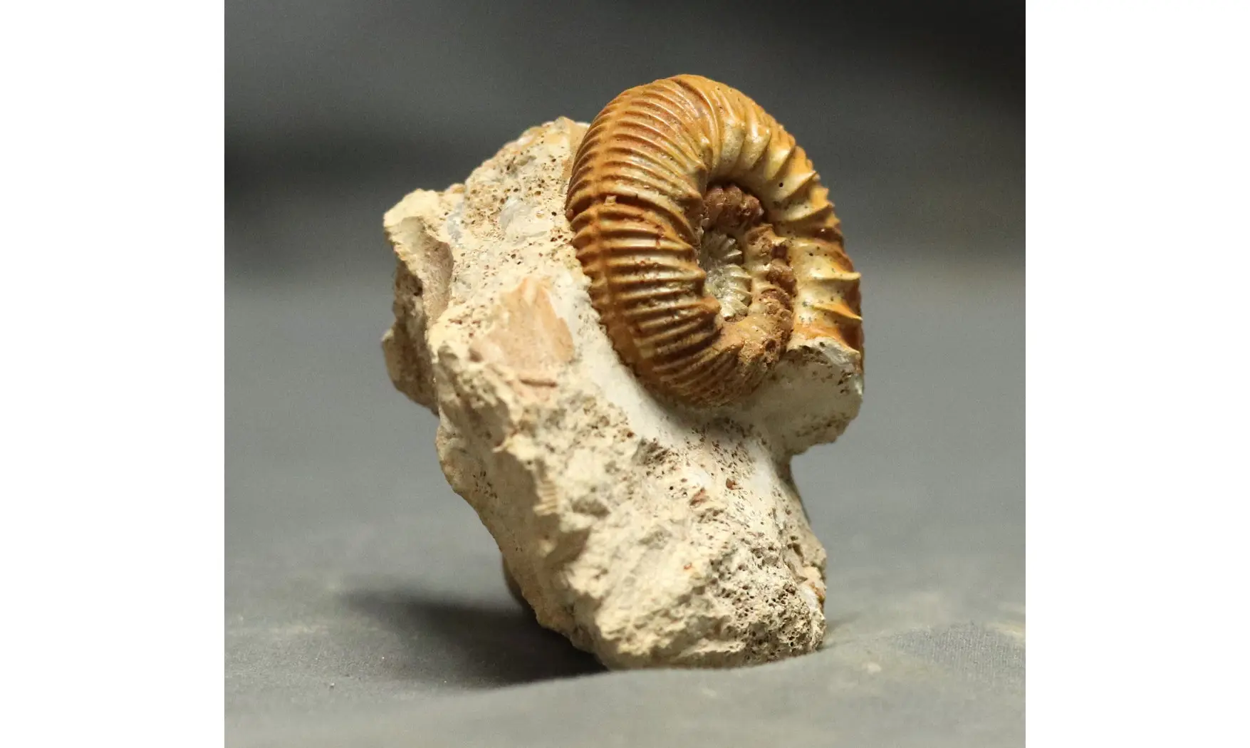 Reineckeia anceps aff. elmii