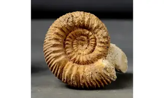 Reineckeia elmii