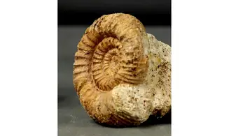 Reineckeia elmii
