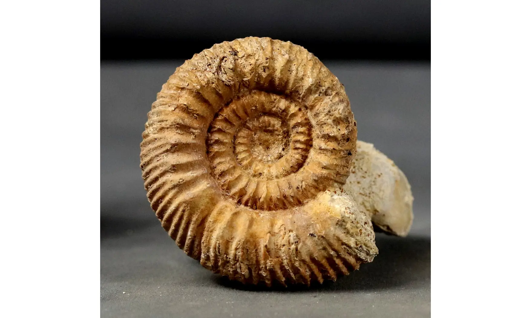Reineckeia elmii