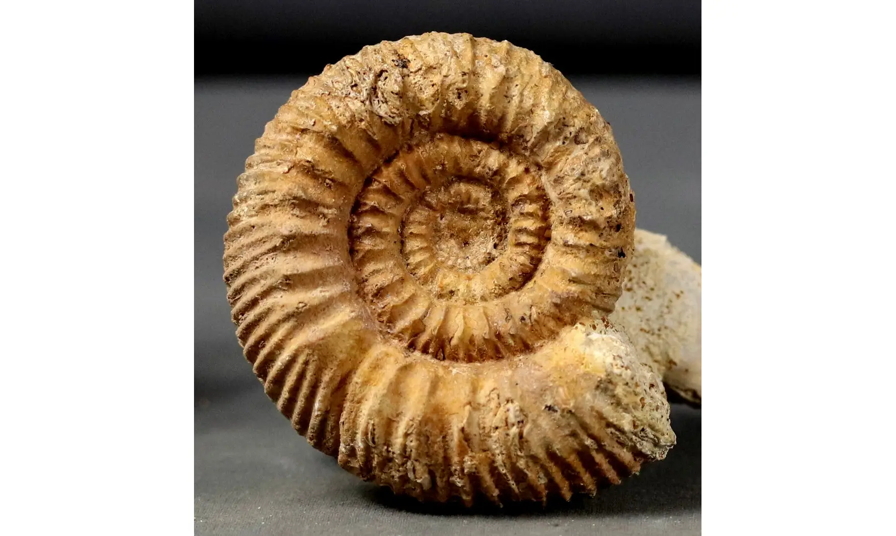 Reineckeia elmii