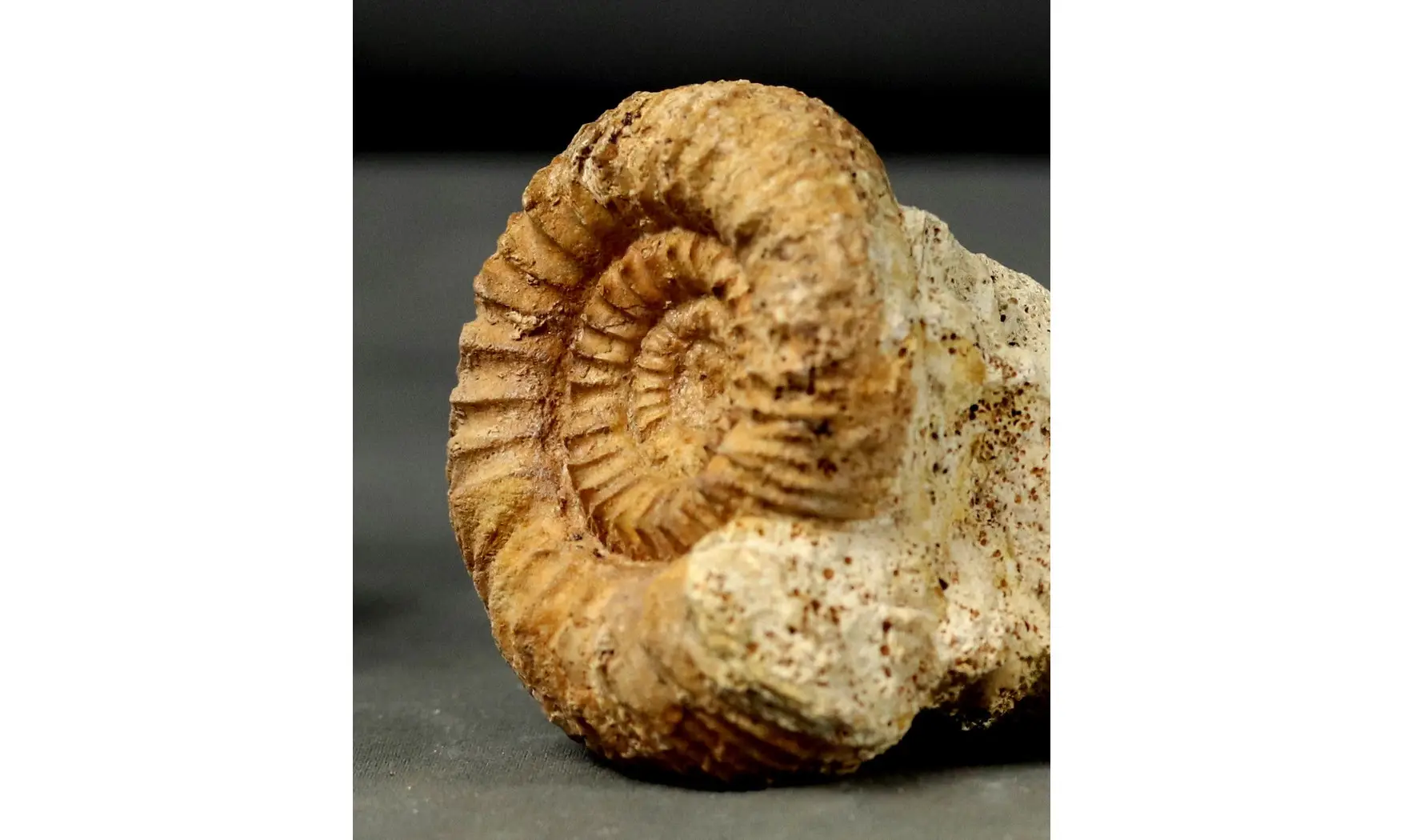 Reineckeia elmii