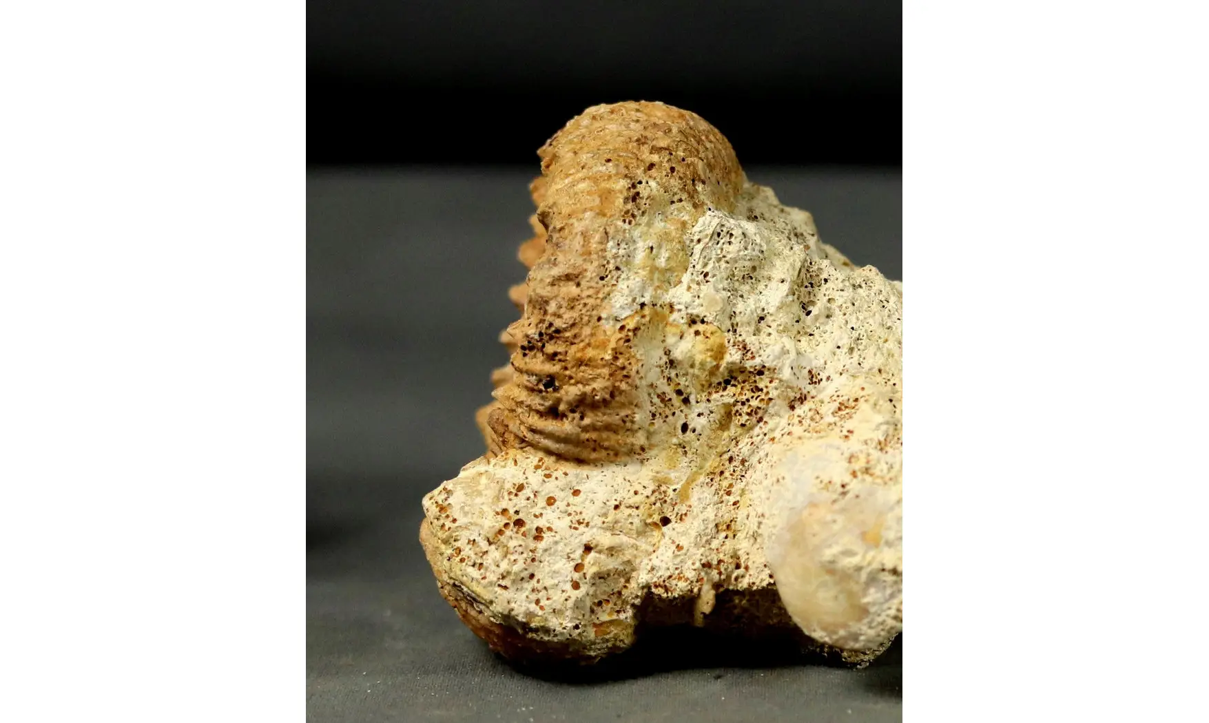 Reineckeia elmii