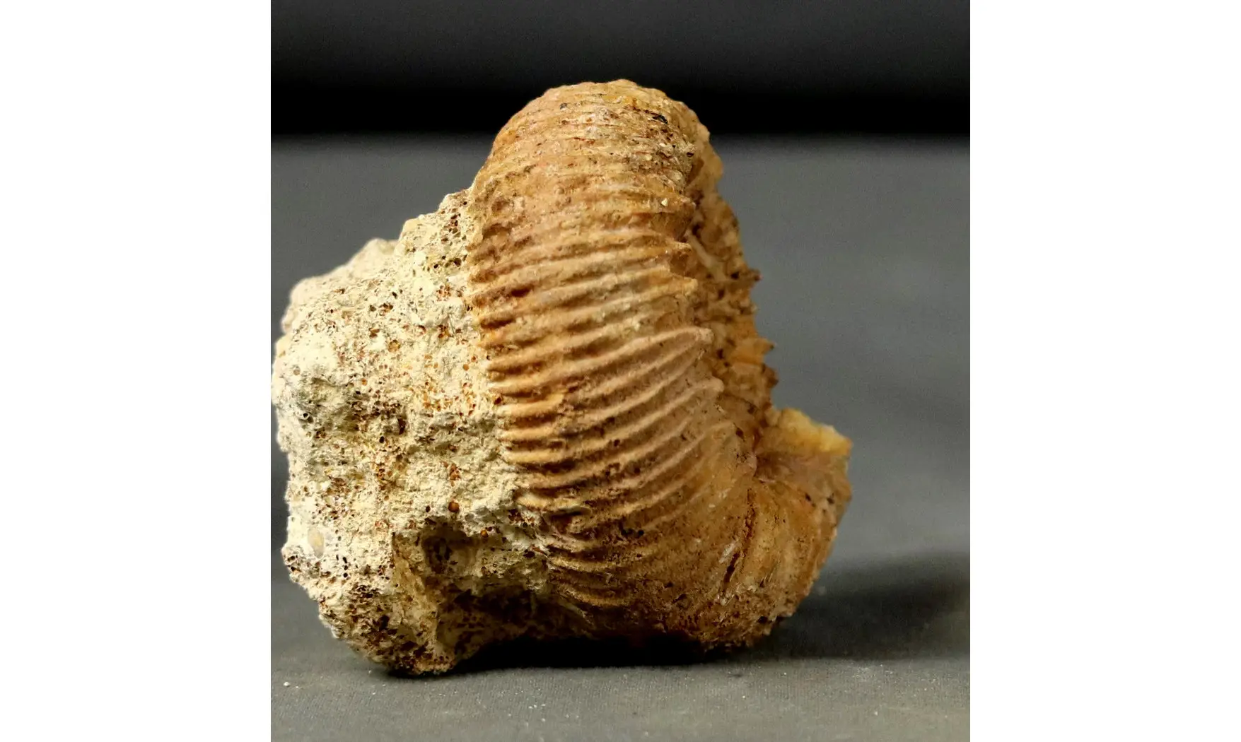 Reineckeia elmii