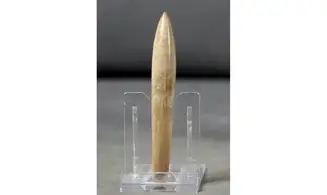 Hibolites semihastatus rotundus