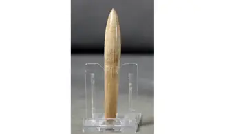 Hibolites semihastatus rotundus