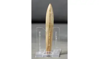 Hibolites semihastatus rotundus