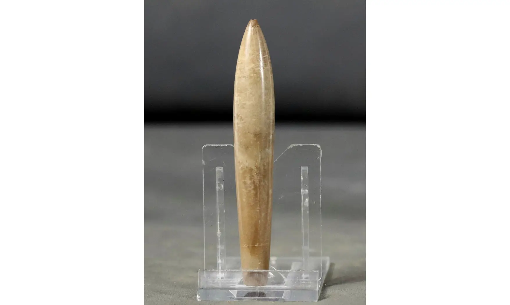Hibolites semihastatus rotundus