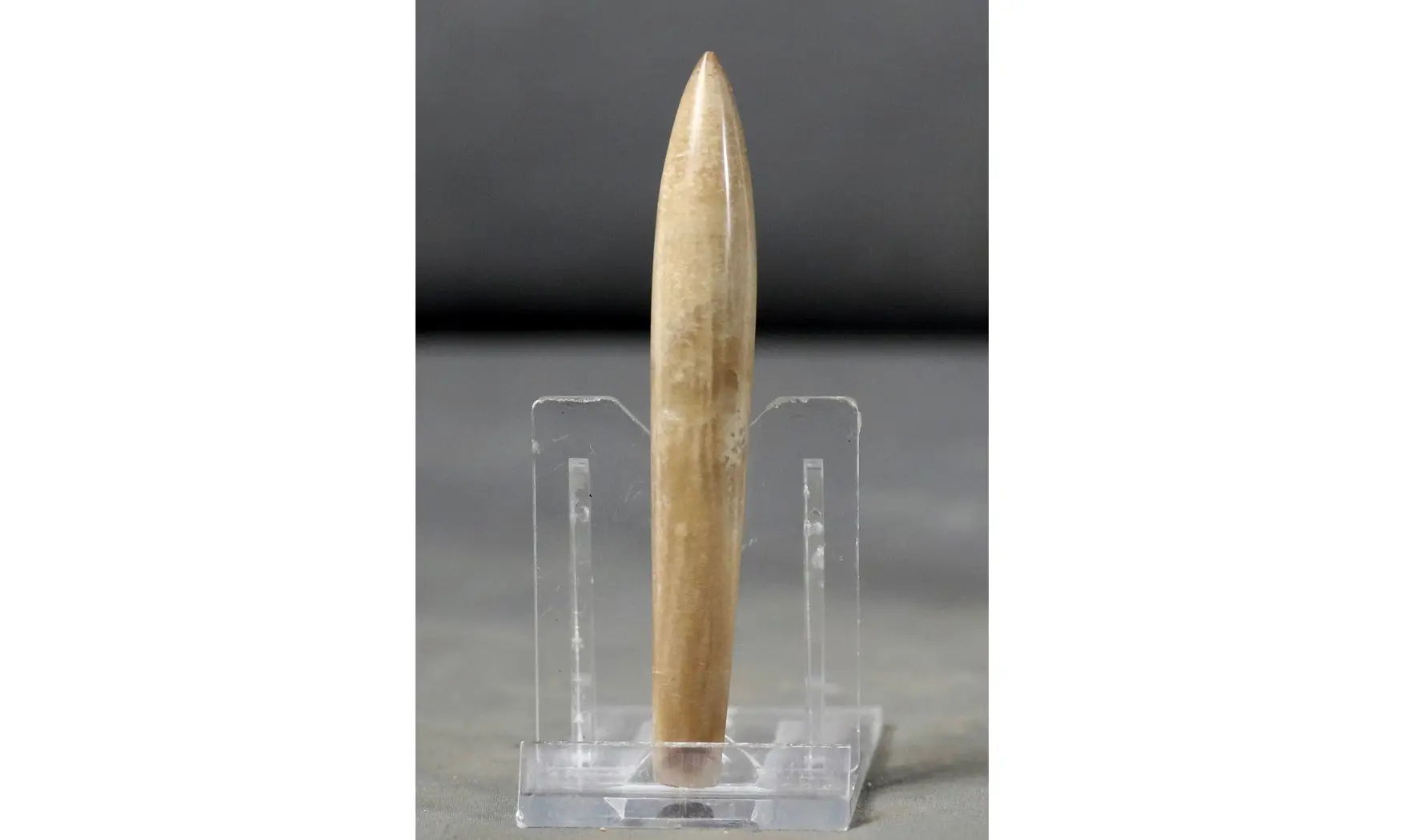 Hibolites semihastatus rotundus