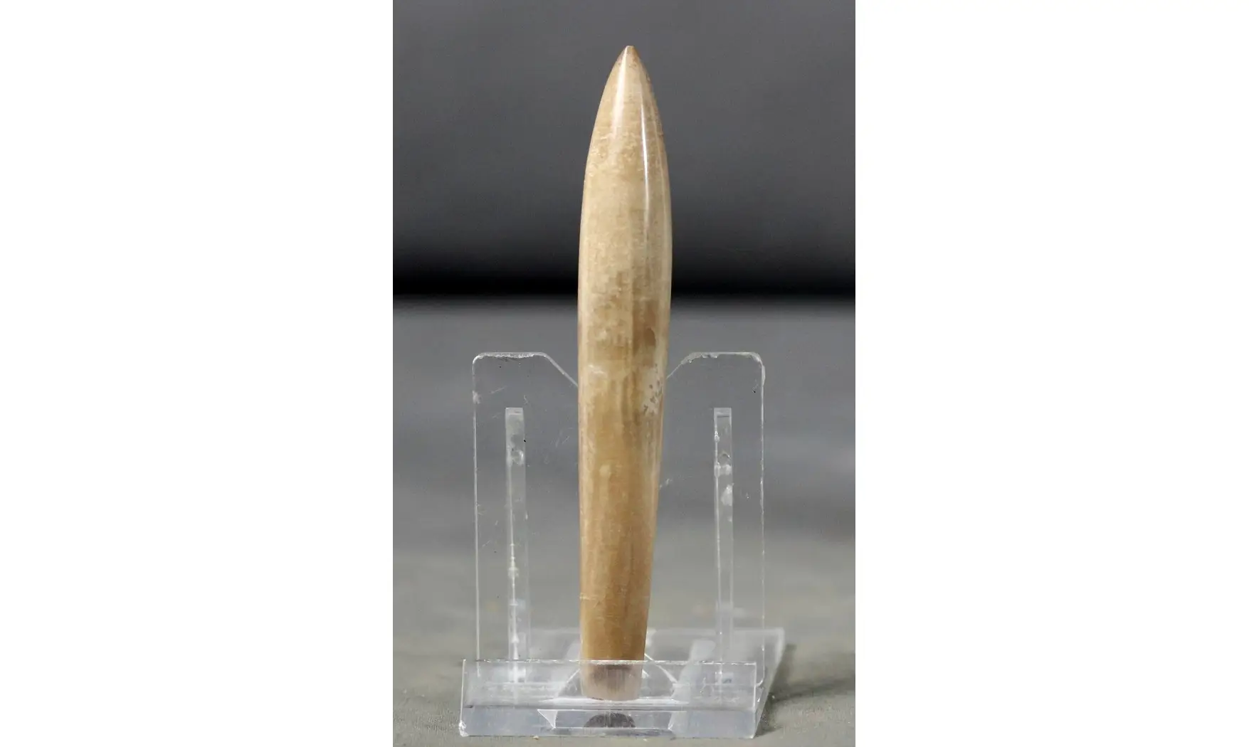Hibolites semihastatus rotundus
