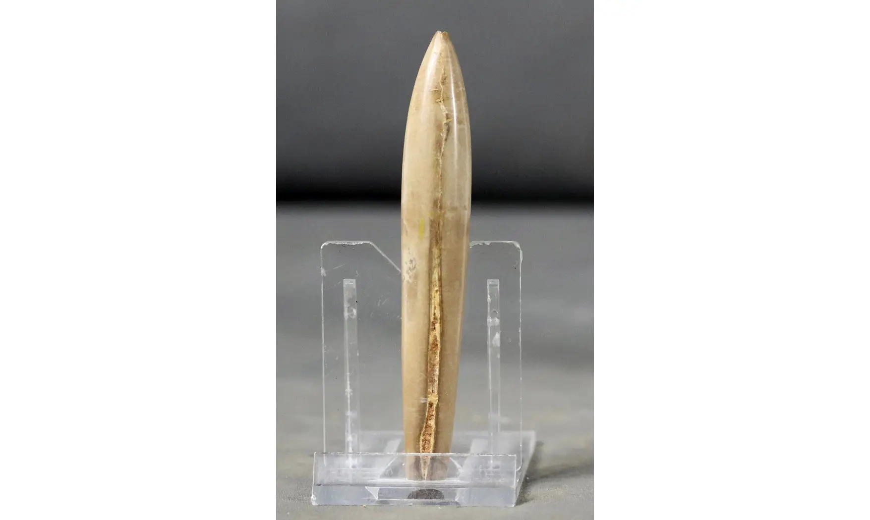 Hibolites semihastatus rotundus