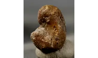 Scaphites hugardianus