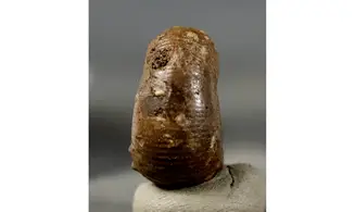 Scaphites hugardianus