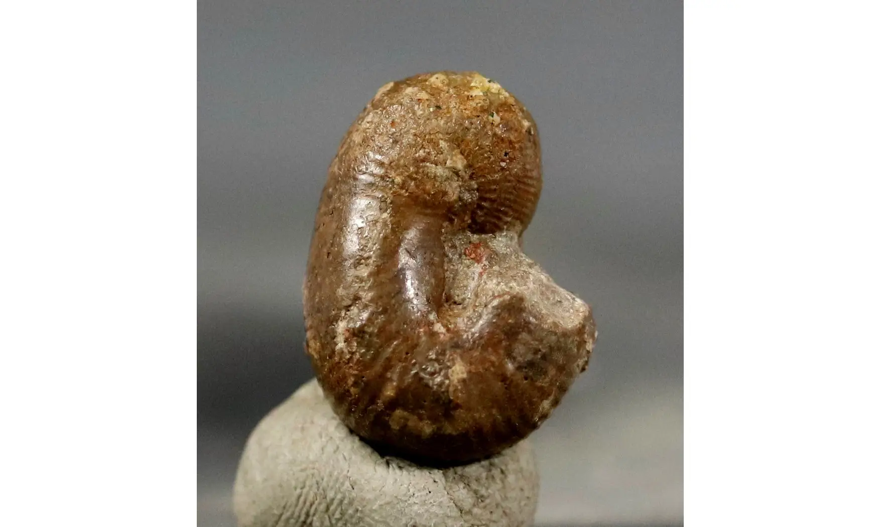 Scaphites hugardianus