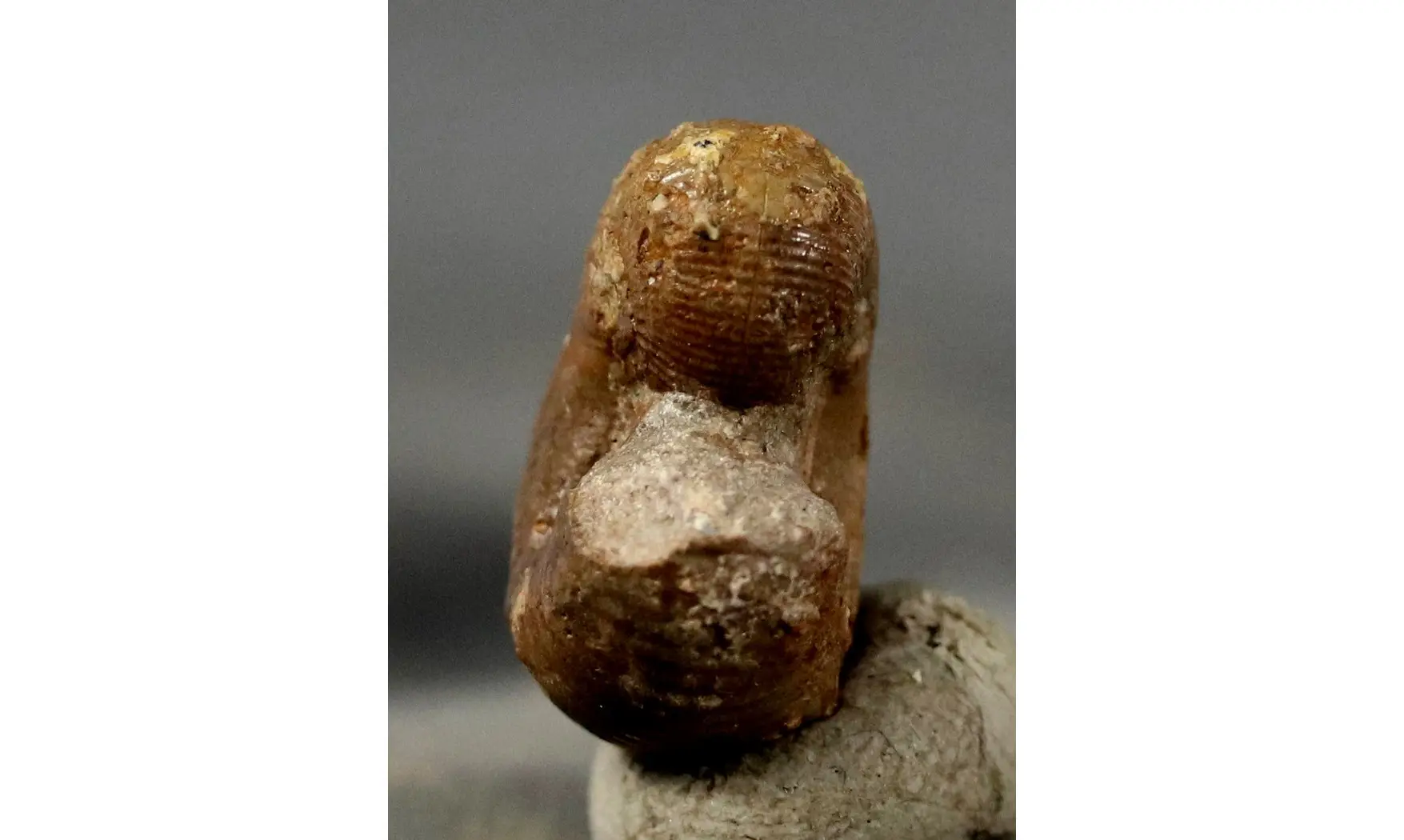 Scaphites hugardianus
