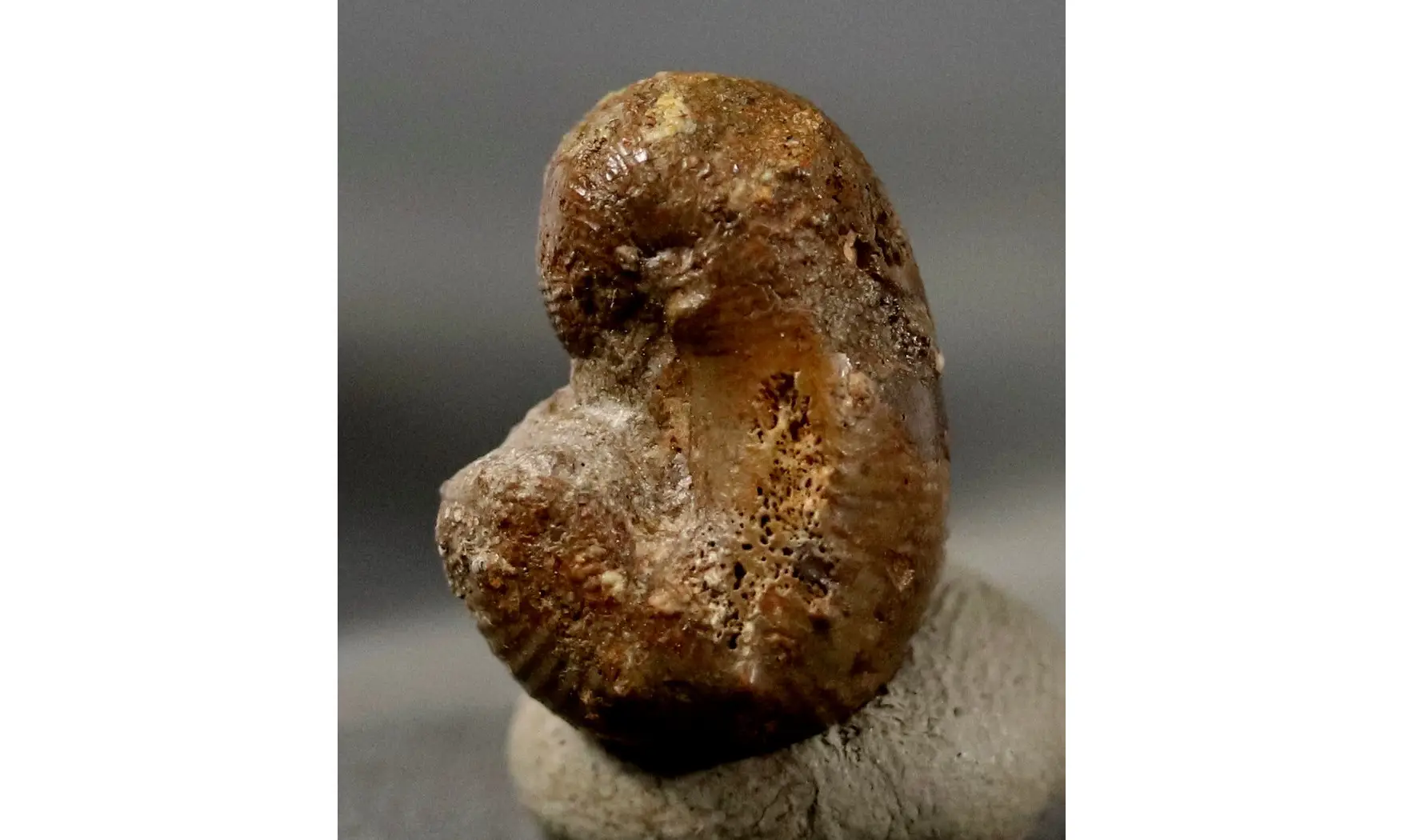 Scaphites hugardianus