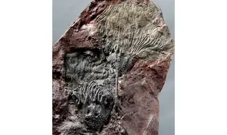Scyphocrinites elegans