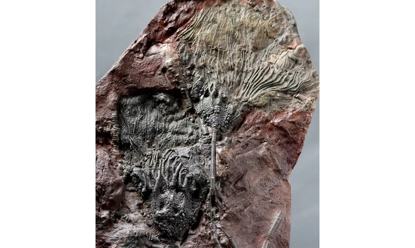 Scyphocrinites elegans
