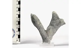 Brochodora roemeri