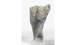 Brochodora roemeri