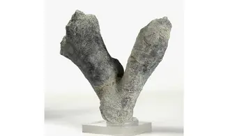Brochodora roemeri