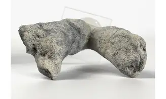 Brochodora roemeri
