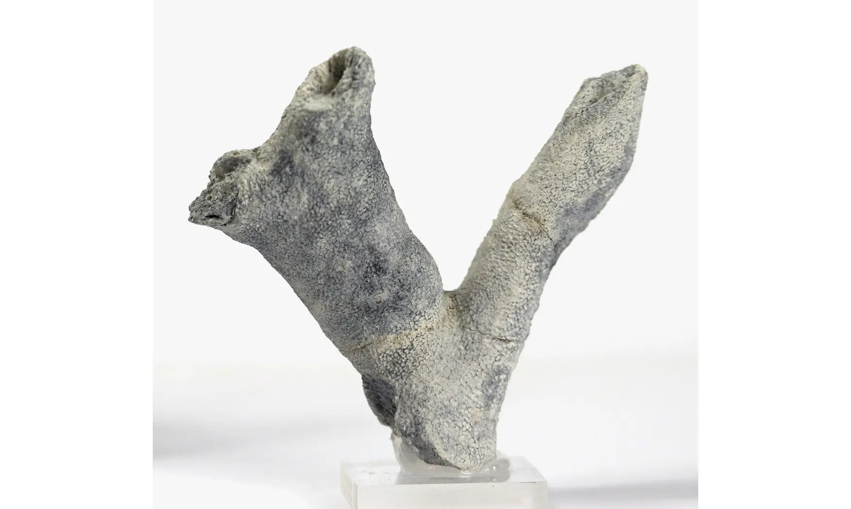 Brochodora roemeri