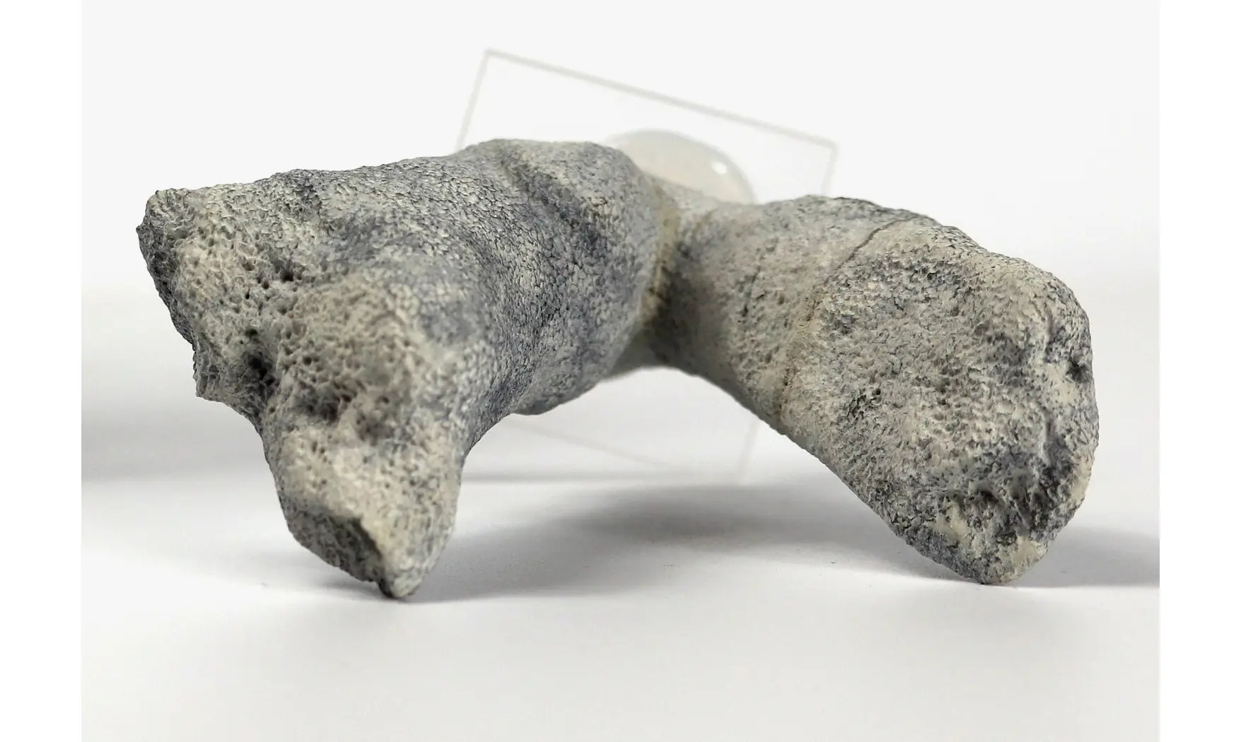 Brochodora roemeri