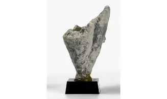Rhagadinia rimosa