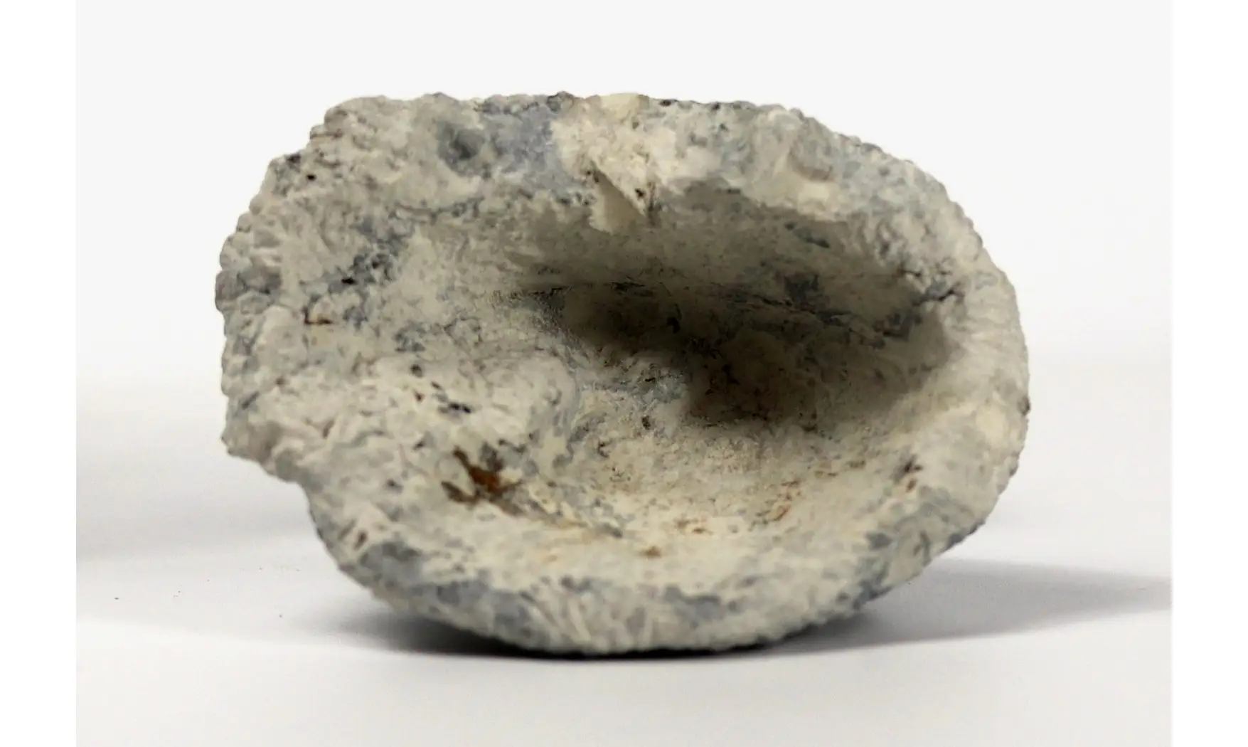 Rhagadinia rimosa