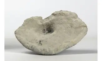 Leiochonia cryptoporosa