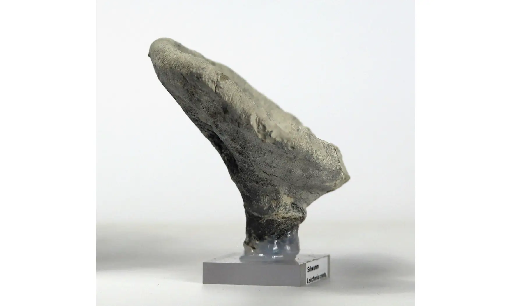 Leiochonia cryptoporosa