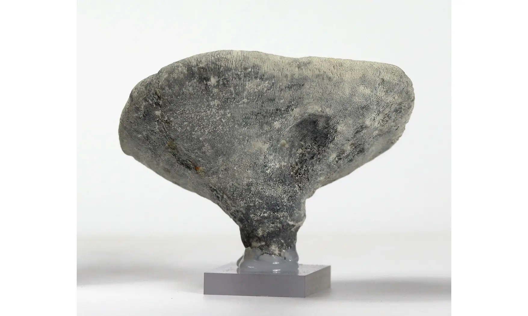 Leiochonia cryptoporosa