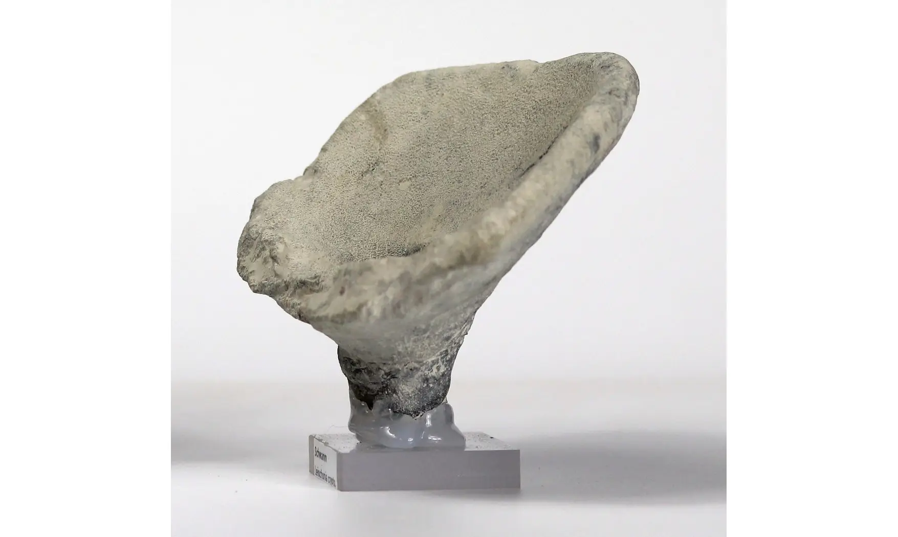 Leiochonia cryptoporosa